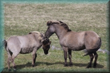 IJslandse paarden